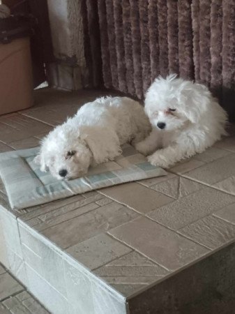 Bichon Bolognesse