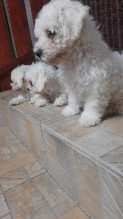 Bichon Bolognesse