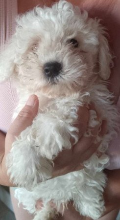 Bichon Bolognesse