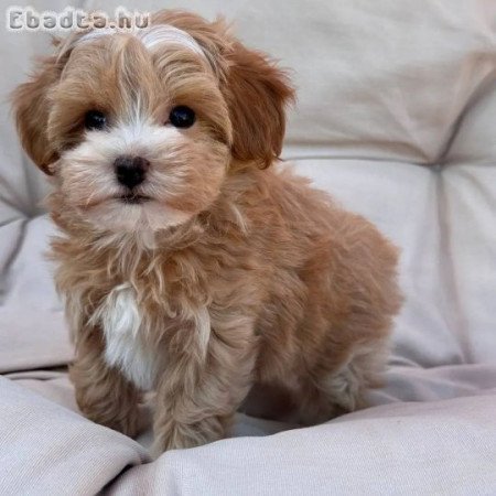 Mini Maltipoo kölykök