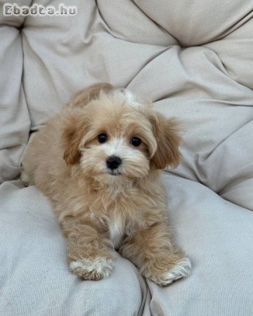 Mini Maltipoo kölykök