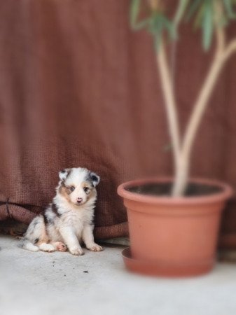 Border Collie