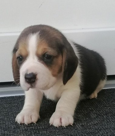 Beagle