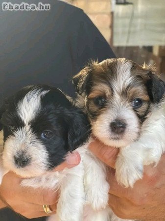 Bichon havanese kolykok