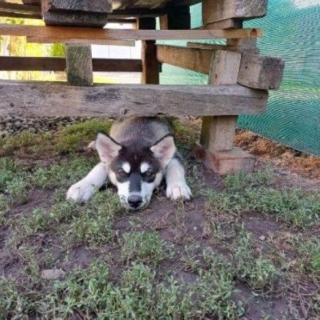 Szibériai Husky