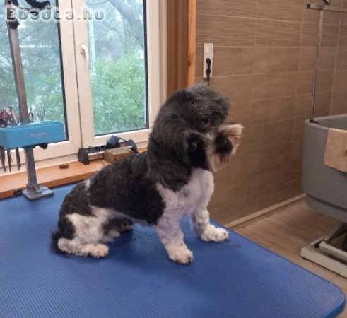 7 éves Havanese lány