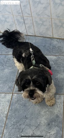 7 éves Havanese lány