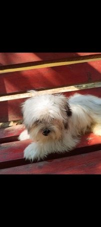 Bichon havanese