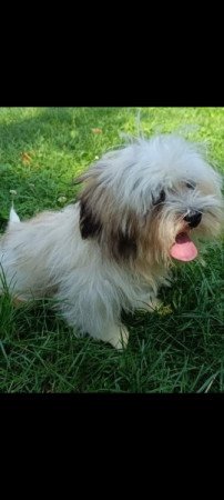 Bichon havanese