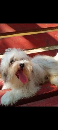 Bichon havanese