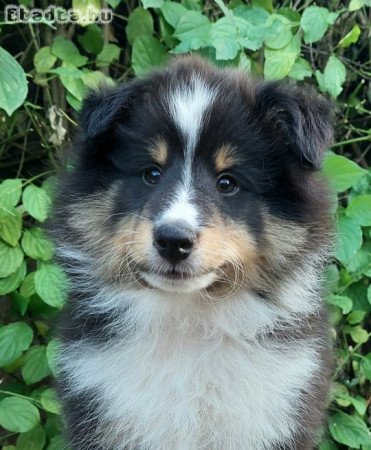 Sheltie Shetland Sheepdog