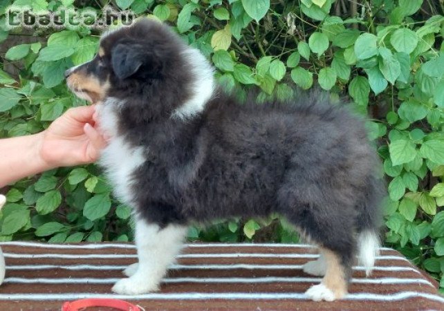 Sheltie Shetland Sheepdog