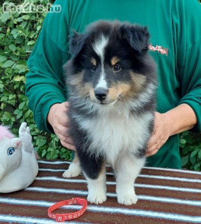 Sheltie Shetland Sheepdog