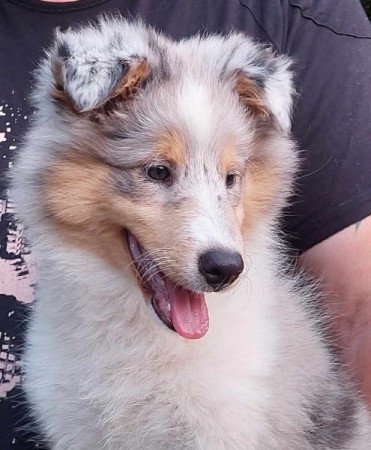 Sheltie Shetland Sheepdog