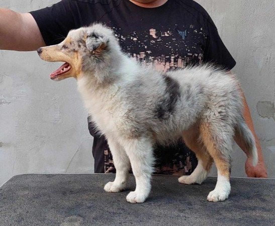 Sheltie Shetland Sheepdog