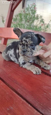 Francia bulldog merle tan kan 8 hetesen