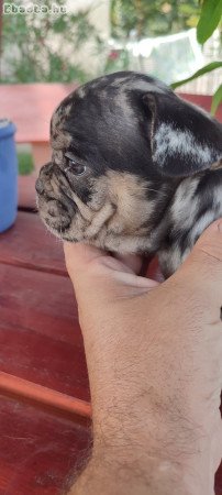 Francia bulldog merle tan kan 8 hetesen