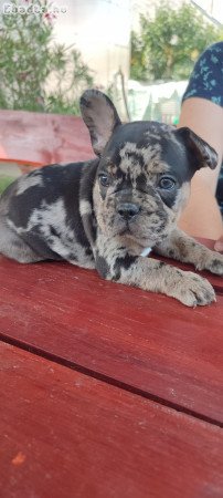 Francia bulldog merle tan kan 8 hetesen