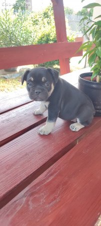 Francia bulldog black tan szuka 8 hetes