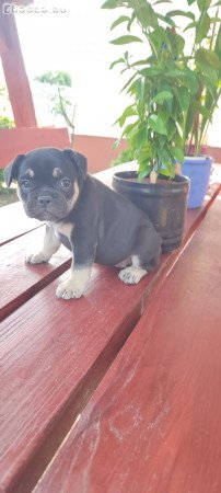 Francia bulldog black tan szuka 8 hetes