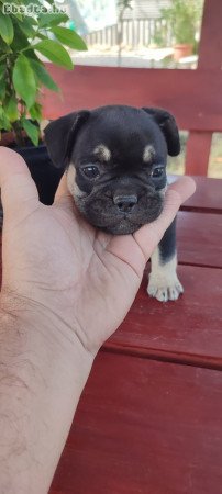 Francia bulldog black tan szuka 8 hetes