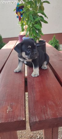 Francia bulldog black tan szuka 8 hetes