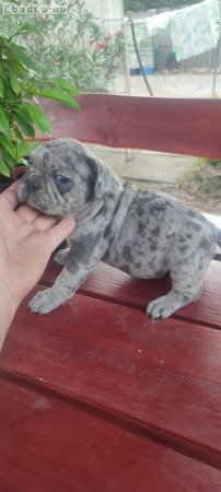 Francia bulldog Blue merle tan szuka 8 hetes