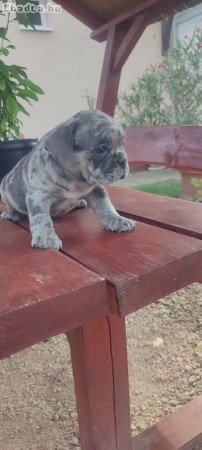 Francia bulldog Blue merle tan szuka 8 hetes