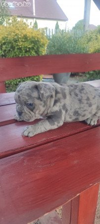 Francia bulldog Blue merle tan szuka 8 hetes