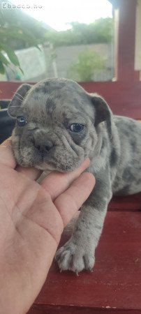 Francia bulldog Blue merle tan szuka 8 hetes