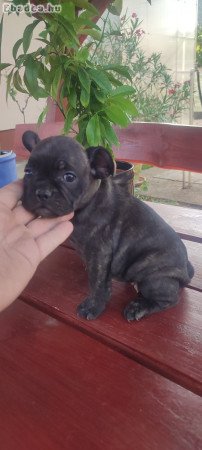 Francia bulldog szuka, tigris csíkos,8 hetes