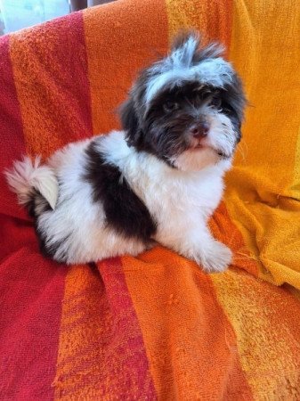 Bichon havanese