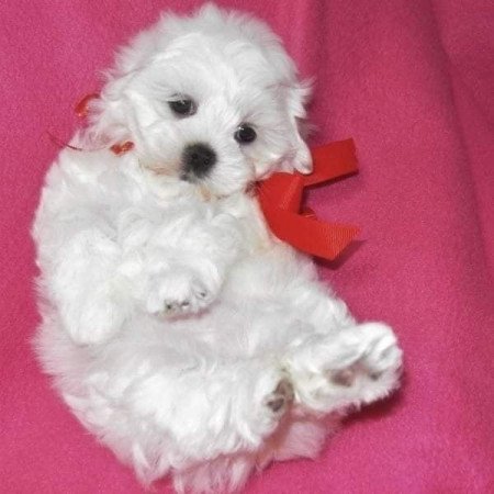 Bichon havanese