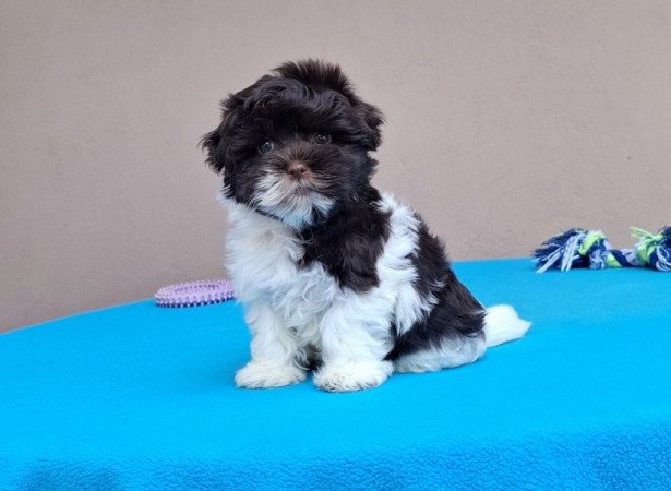 Bichon havanese