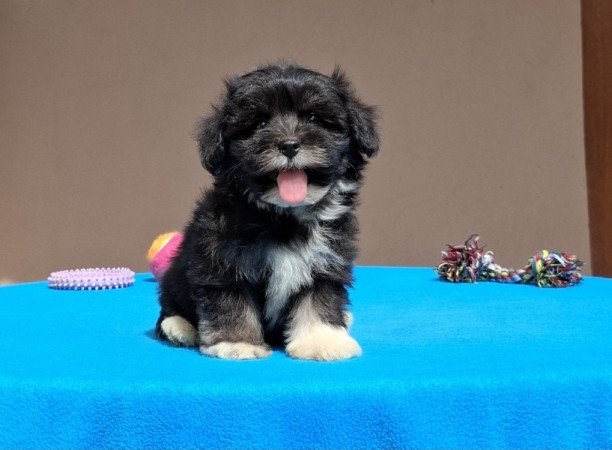 Bichon havanese