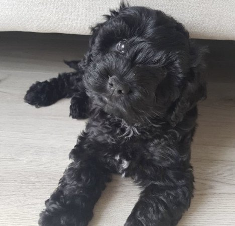 Maltipoo maltai es torpe uszkar