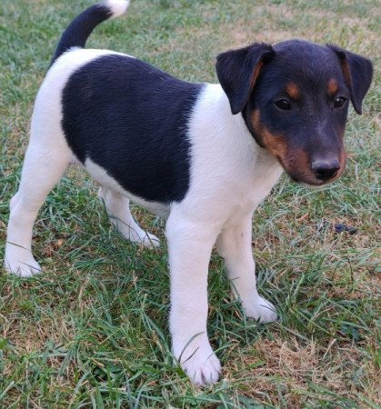 Foxterrier