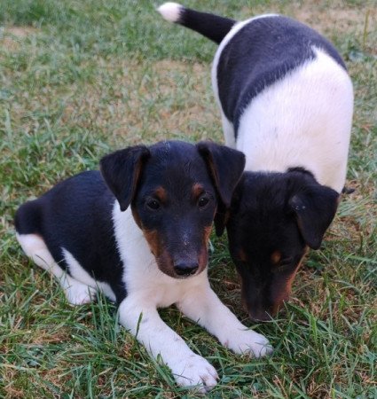 Foxterrier