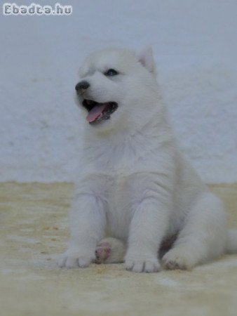 Siberian Husky puppies