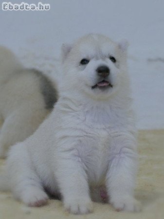 Siberian Husky puppies