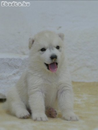 Siberian Husky puppies