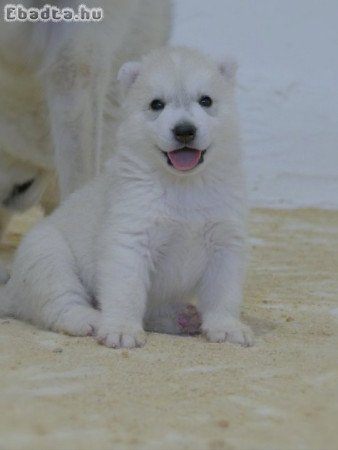 Siberian Husky puppies