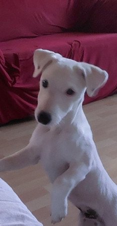 Jack Russel terrier