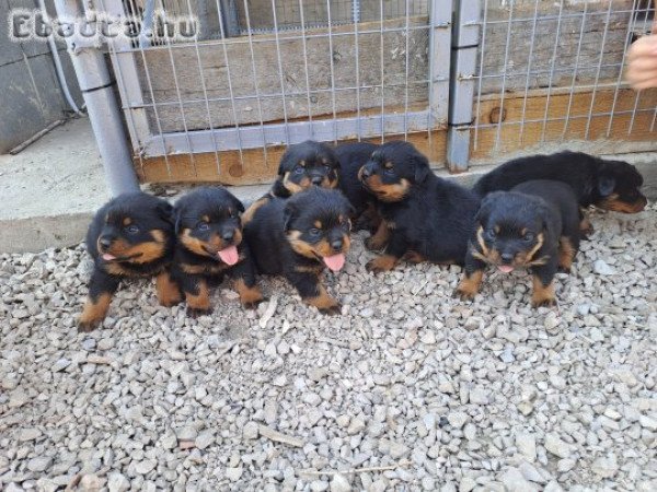 Rottweiler kiskutyák