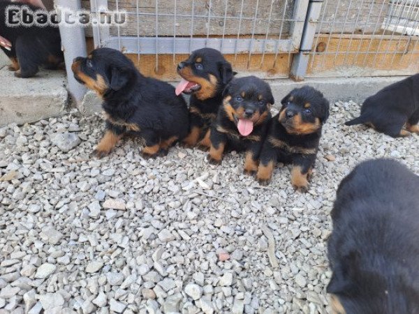 Rottweiler kiskutyák