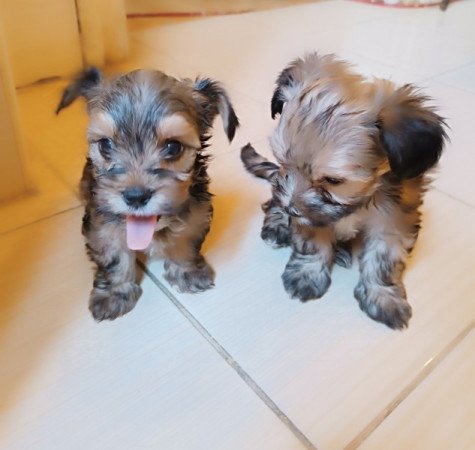 Yorki és havanese