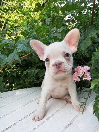 eladó francia bulldog platinum