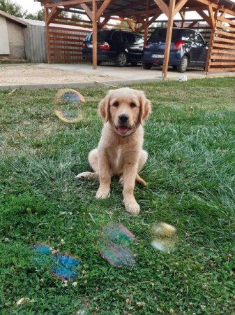 Golden retriever