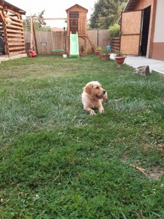 Golden retriever