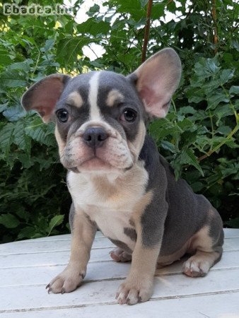 eladó francia bulldog blue tan